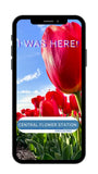 Screensaver CFS - Tulip Red
